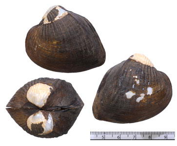 ジュルアクシノハヌマガイ （仮称） Castalia ambigua juruana small