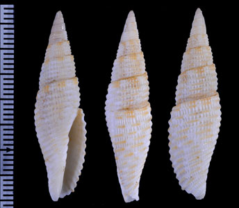 サメハダフデ Cancilla abyssicola small