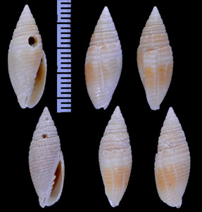 キザミメリュウキュウフデ Swainsonia incisa small