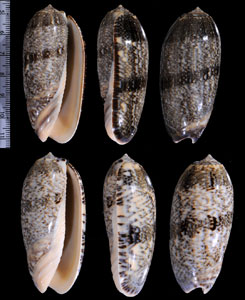 オオジュドウマクラの一型01 Oliva sericea granitella small
