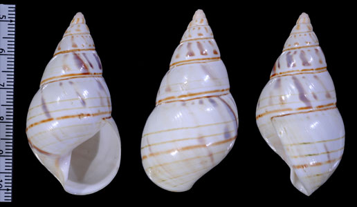 アオスジイトヒキマイマイ Liguus fasciatus lignumvitae small
