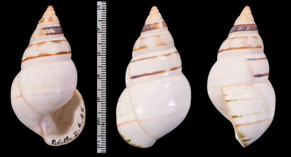 マイアミイトヒキマイマイ Liguus fasciatus miamiensis small