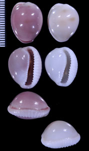 ピンクボタンガイ Triviella ovulata small