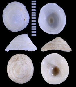 セイヨウユキカラマツ Trimusculus mammillaris small