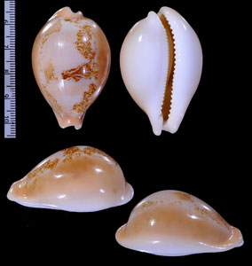 サクライダカラ 桜井宝 Austrasiatica sakuraii small