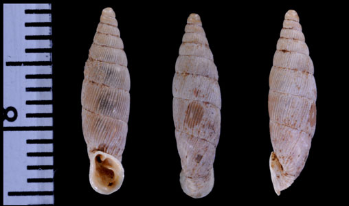 アラジャナドバティギセル （仮称） Albinaria alajana dobati small