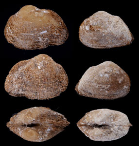 リンネホンミミエガイ Striarca lactea small
