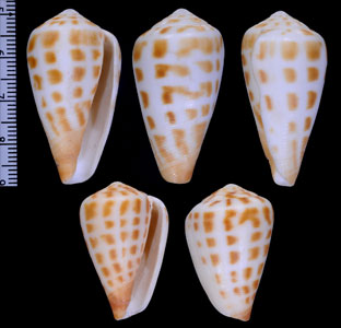チュウマダライモ Conus bairstowi small