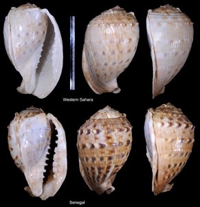 アフリカウラシマ Cassis tessellata small
