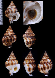 ヨコヅナアラレバイ Nassaria amboynensis small