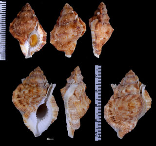 ボリスベッカーオキニシ （仮称） Bursina borisbeckeri small