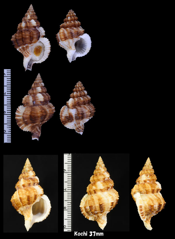 フィリピンアラレバイ （仮称） Nassaria bitubercularis small