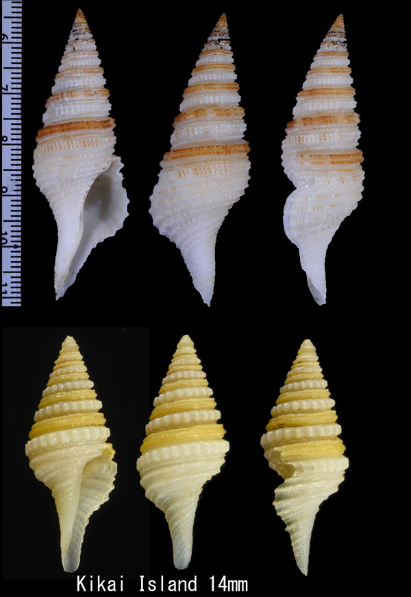 アラボリクダマキ 粗彫管巻 Gemmula congener small