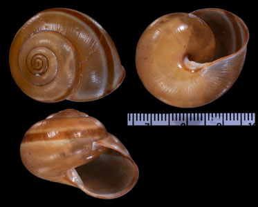 ハルマヘラスベリビロウドマイマイ （仮称） Albersia pubicepa small
