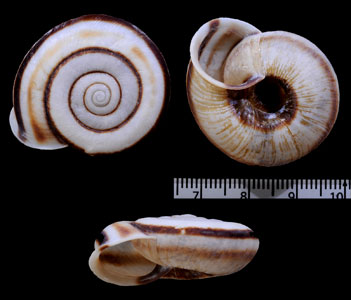 ムラヤママイマイ Euhadra murayamai small