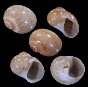 ナガレシボリダマ Tanea areolata small