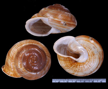 ヒダリマキチュウカマイマイ Camaena cicatricosa small