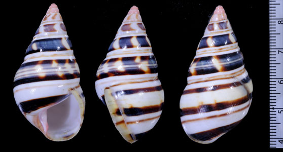 ウォーカーイトヒキマイマイ Liguus fasciatus walkeri small