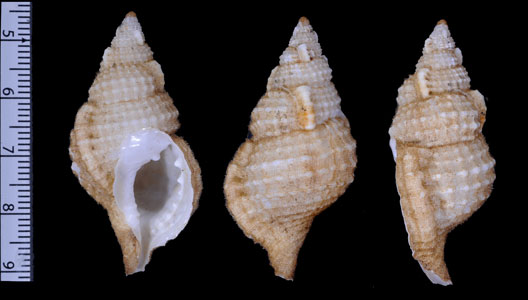 シロニセイボボラ Sassia semitorta sakurai small