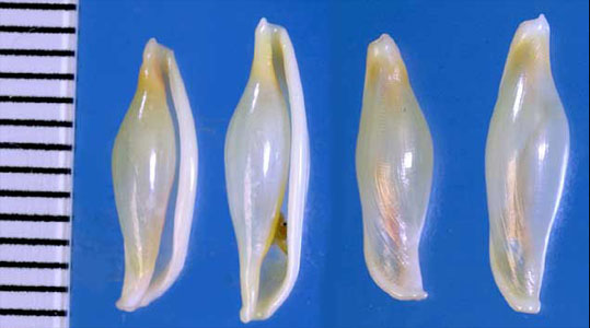 ビードロマメヒガイ Phenacovolva vitrea small