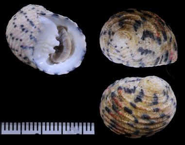サラサアマガイ Nerita versicolor small