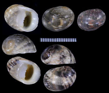コウカイニシキアマオブネ （仮称） Nerita orbignyana small
