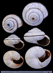 コショウマイマイ Kalidos piperatus small