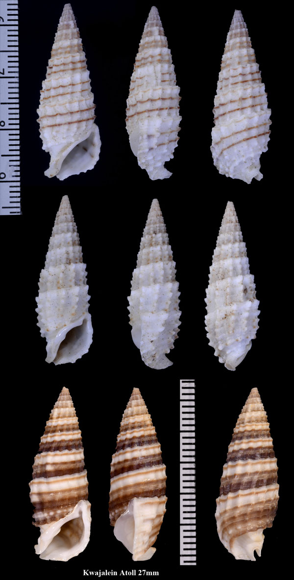 ヨコワカニモリ 横輪蟹守 Rhinoclavis aspera small