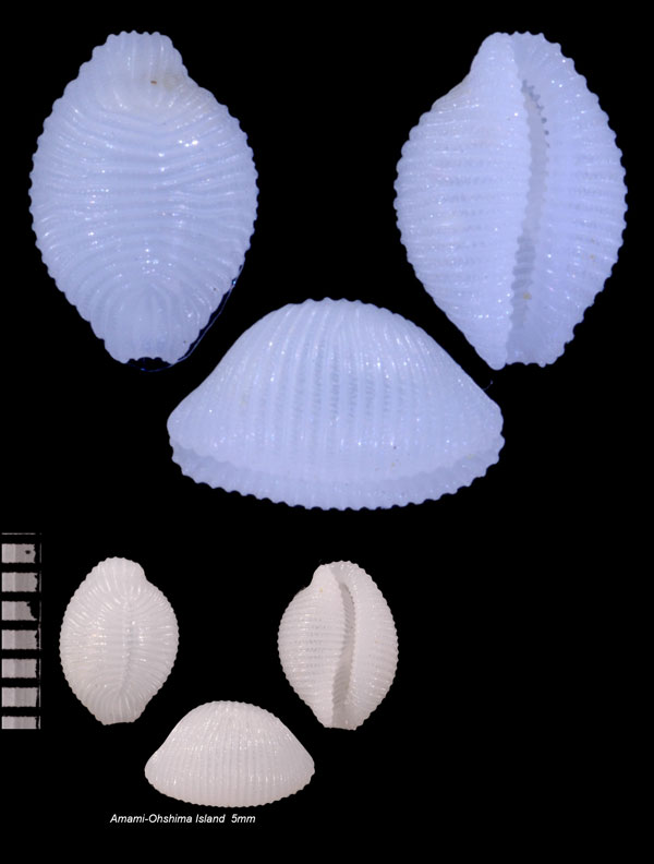ハダカムギツブガイ Trivirostra corrugata small