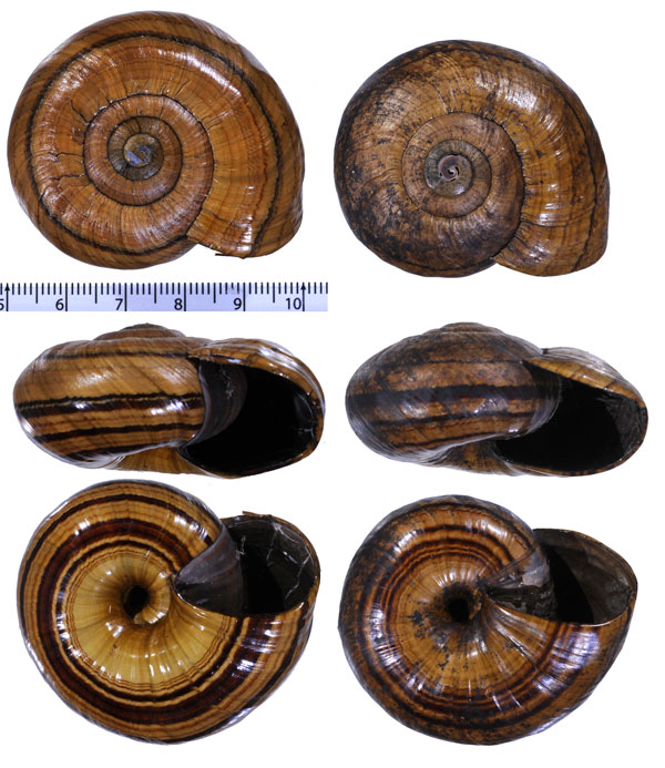 アカシマヌリツヤマイマイ Powelliphanta hochstetteri small