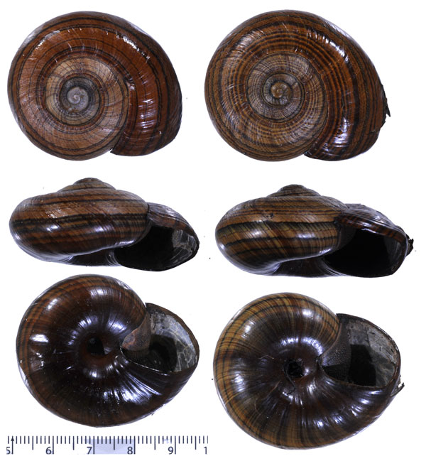 コシマヌリツヤマイマイ Powelliphanta gilliesi small