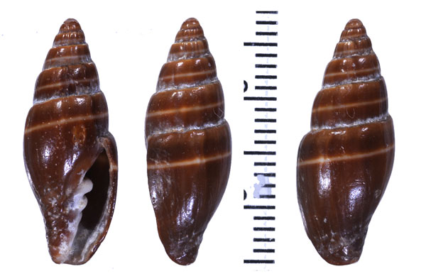 クロガキフデ Vexillum ebenus small