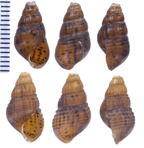 カスリマメカワニナ （仮称） Doryssa millepunctata small