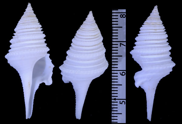 ティーレクダマキ Pinguigemmula thielei small