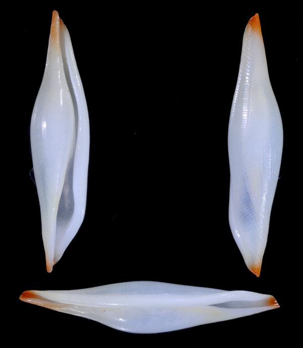 アンガスキヌヅツミの深場型 Phenacovolva hochmuthi small
