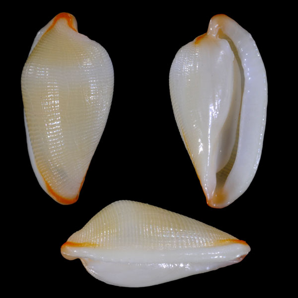 キスジカブトケボリ （仮称） Primovula virginiae small