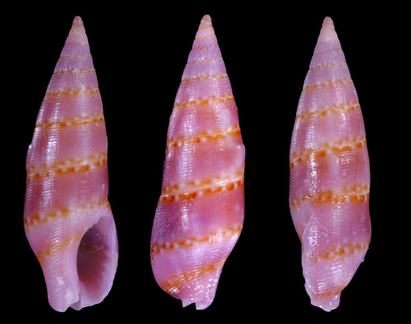 ツヤホンハナマツムシ （仮称） Aesopus cumingii small
