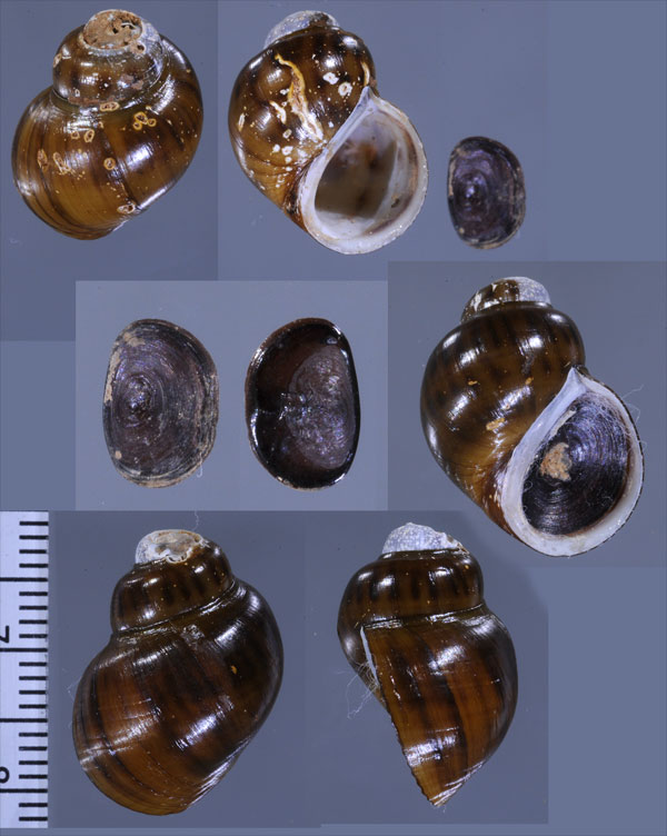 ドングリカワニナ Balanocochlis glandiformis small