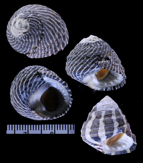 シマイチマツシタダミ （仮称） Austrocochlea porcata small