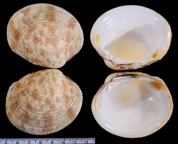 オオヌノメガイ Periglypta clathrata small