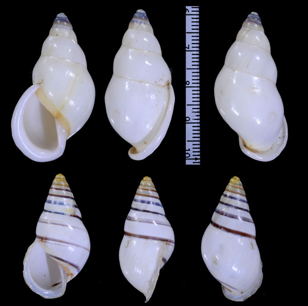 クリスマレーマイマイ (仮称) Amphidromus chrisabbasi small