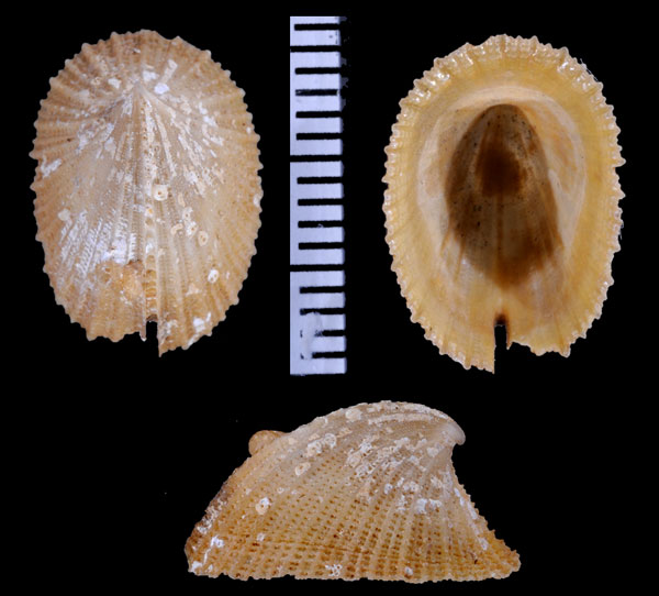 アドリアスソキレ Emarginula adriatica small