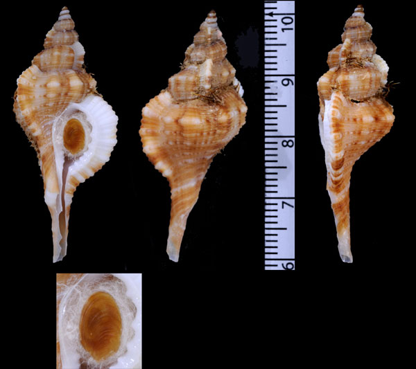 フィリピンスズカケボラ （仮称） Cymatium fittkaui small