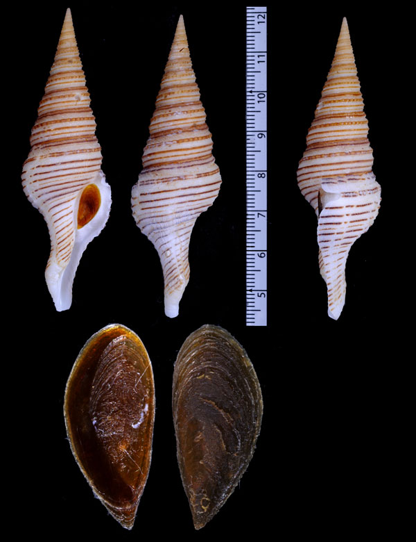 スジマキシャジク Gemmula lululimi small