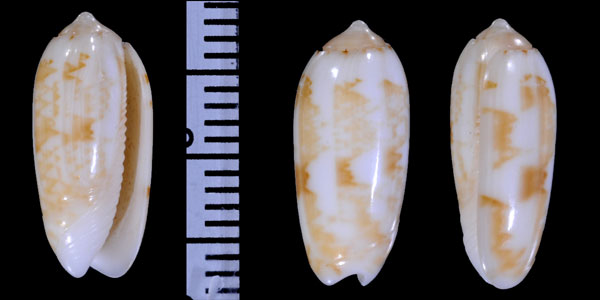 ソロモンアヤマクラ （仮称） Oliva todosina solomonensis small
