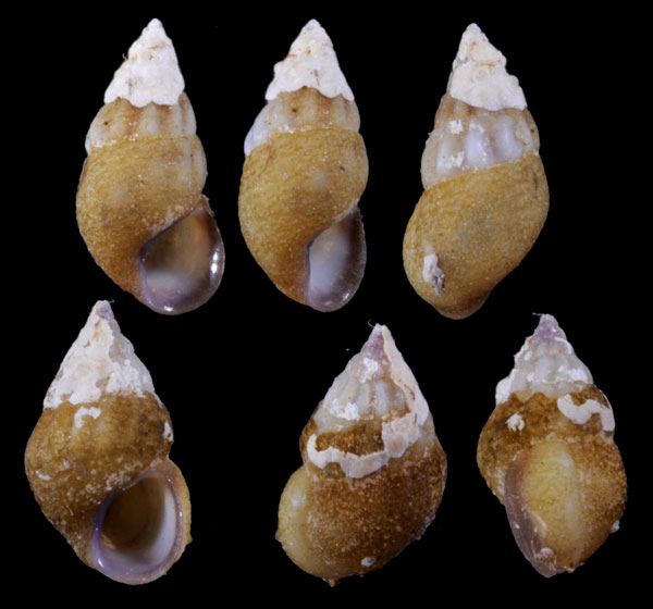 ハナヤカリソツボ Rissoa splendida small
