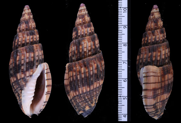 ソランゲスジボラ Lyria solangeae small