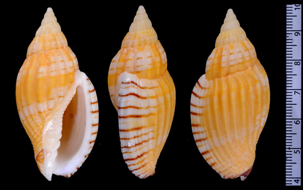 ハレヤカスジボラ Lyria tulearensis small