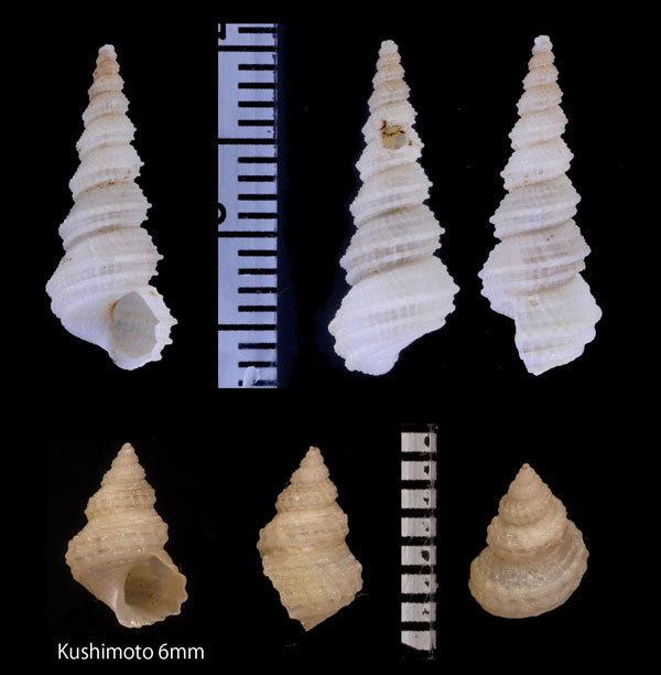 ウスギヌタクミニナ Mathilda cancellata small