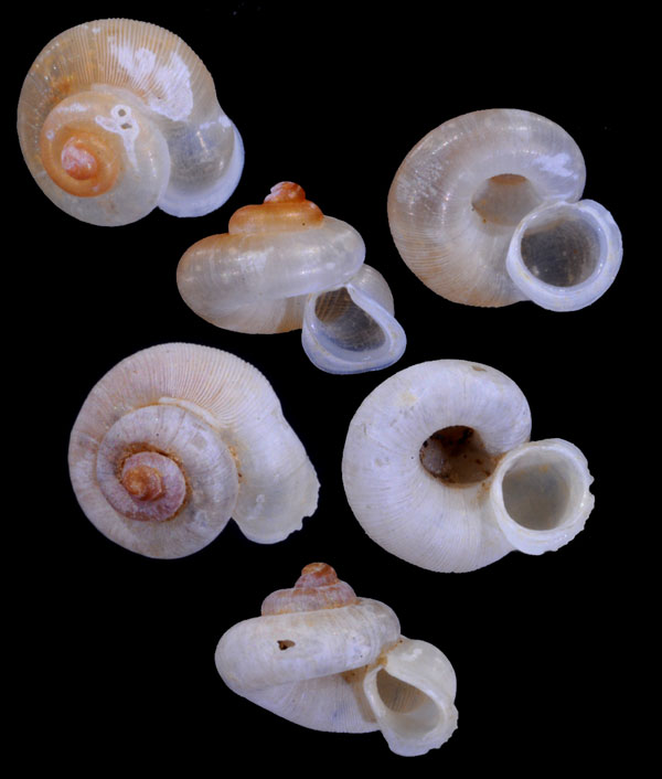 エバレティムシオイ (仮称) Chamalycaeus everetti small